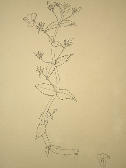 Gratiola_36